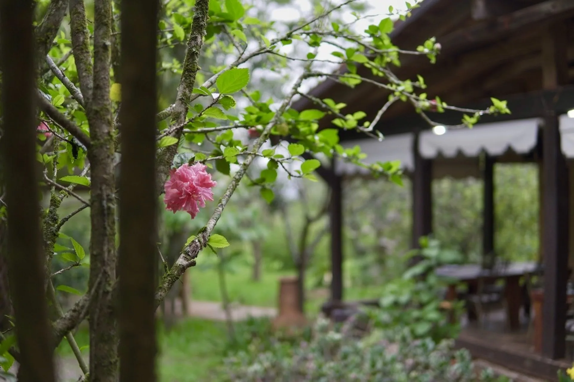 Restaurante en el bosque - Gigi's Mazamitla